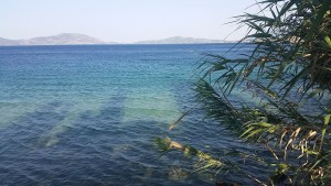 Sea/damesnet