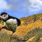 Desert Island Dancing