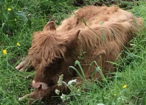 Highland Calf, Pollok Park
