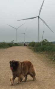 Windfarm Remy